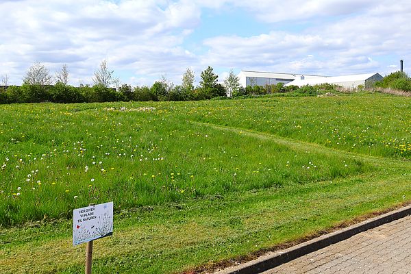 For at bevare de vilde blomster & planter, tages kun toppen af græsstråene.